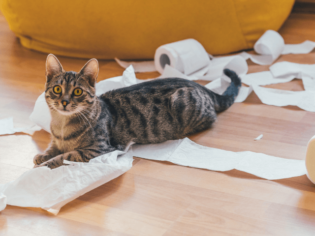 トイレットペーパーと猫