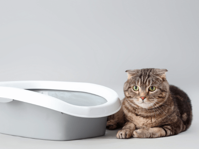トイレの隣で座る猫