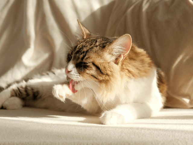 ストレスで毛づくろいする猫