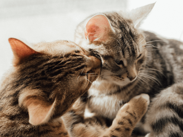 仲良くしている2頭の猫