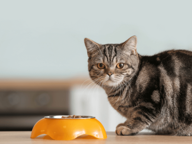 フードボウルと猫