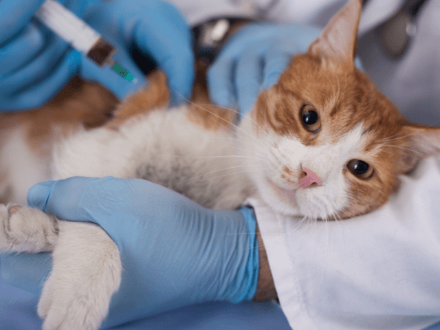 動物病院で治療される猫