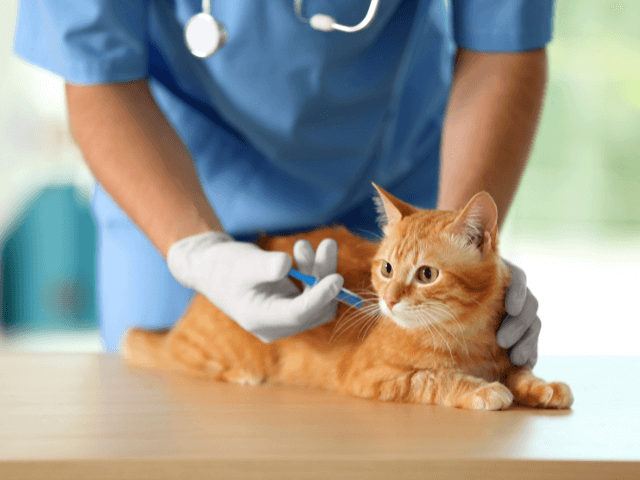 ワクチンを打つ子猫