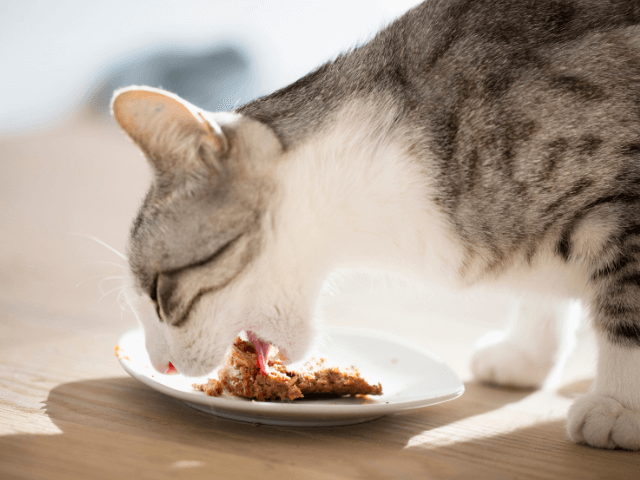ウェットフードを食べる猫