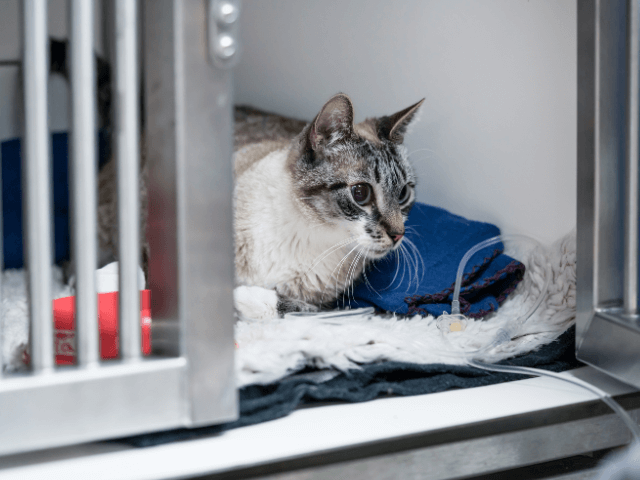 動物病院で
点滴される猫