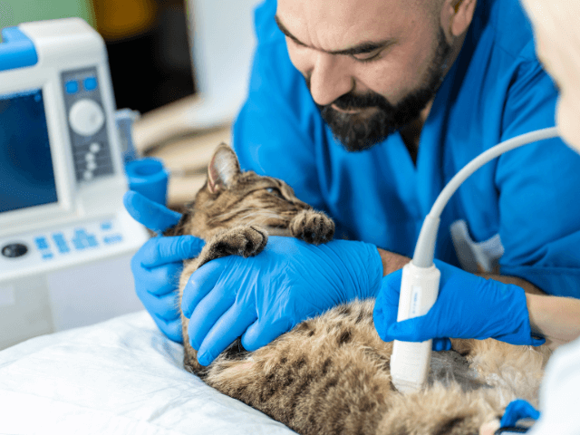 エコーを検査をされる猫