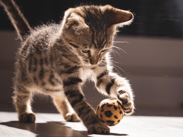 ボールで遊ぶ子猫