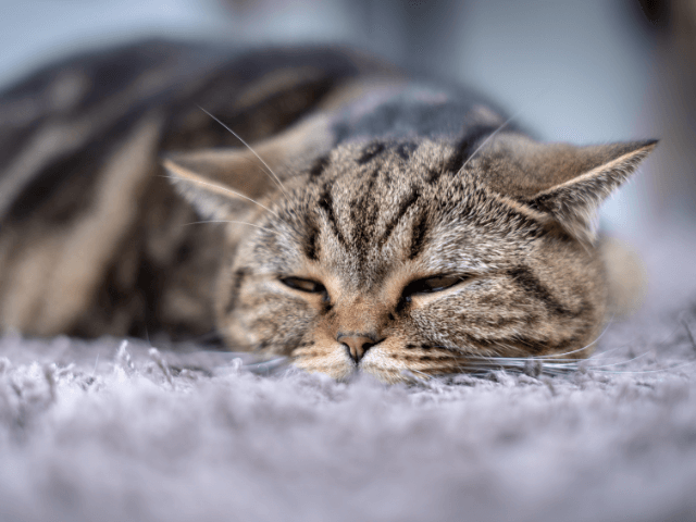 ぐったりした猫