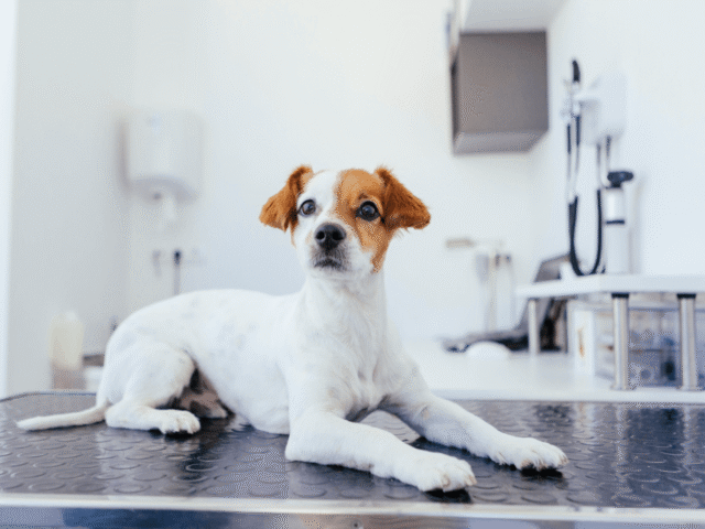 動物病院と犬
